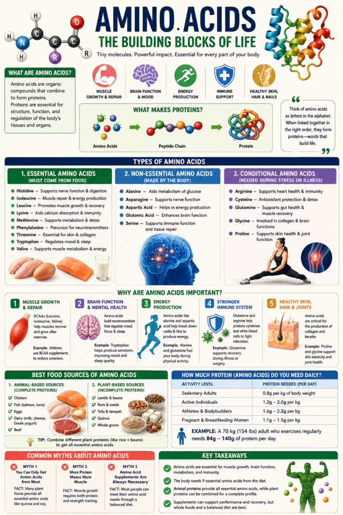 Amino Acids: The Building Blocks of Life Explained